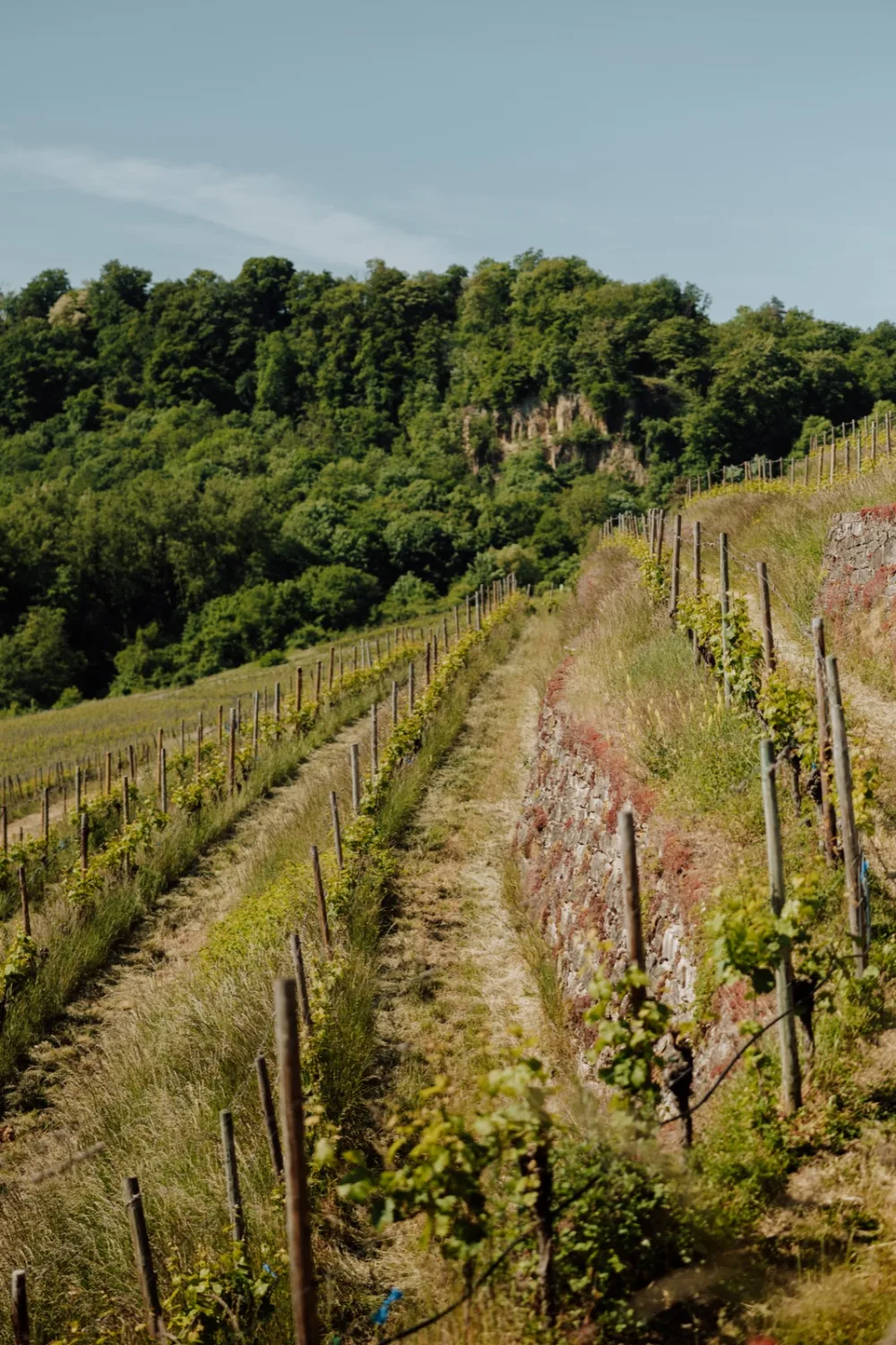 Vignoble de la Moselle luxembourgeoise