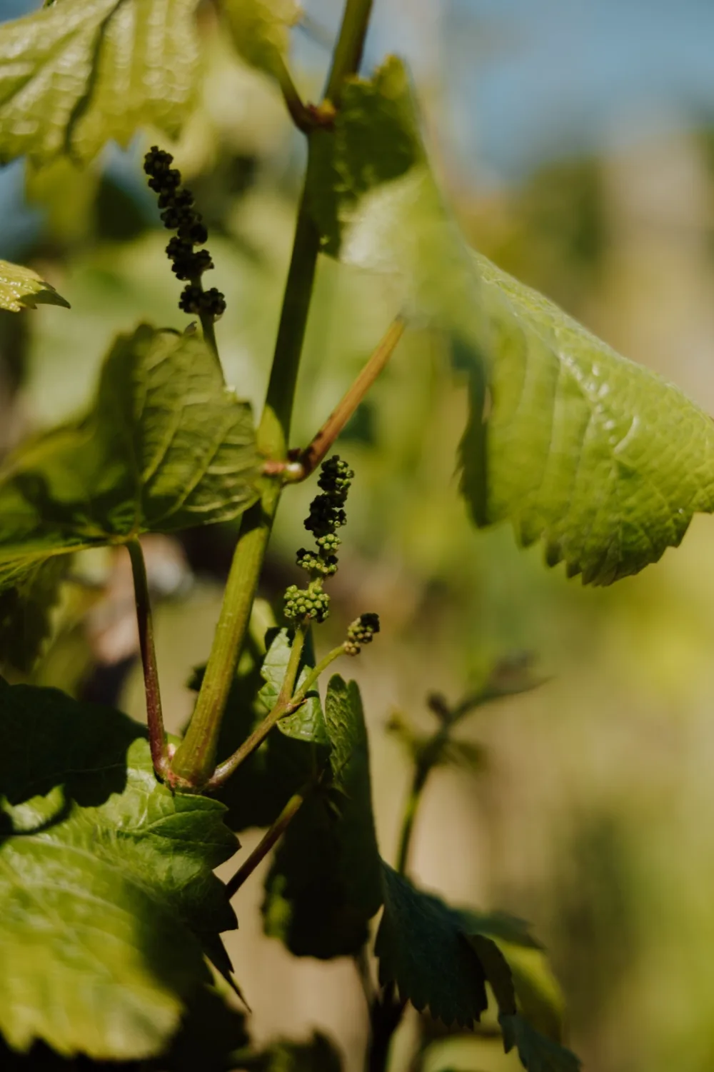 Vignoble de la Moselle luxembourgeoise