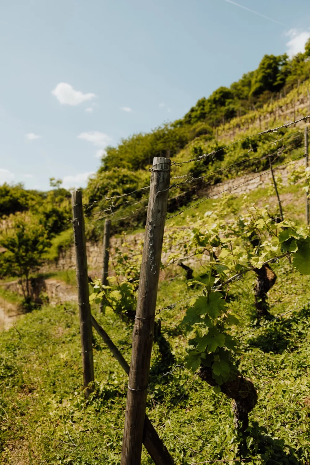 Vignoble de la Moselle luxembourgeoise
