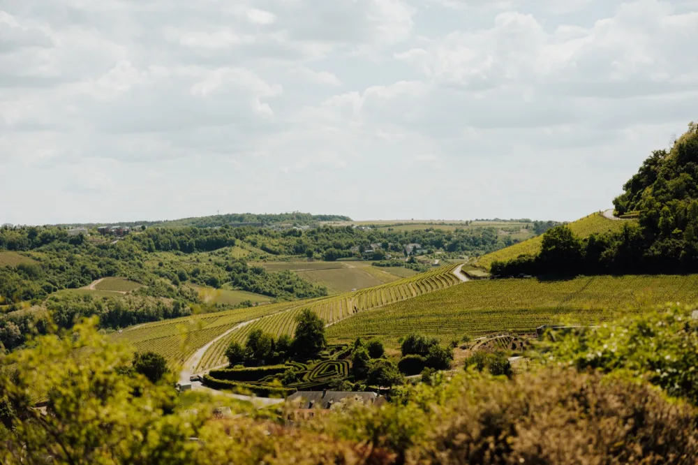 Vignoble de la Moselle luxembourgeoise