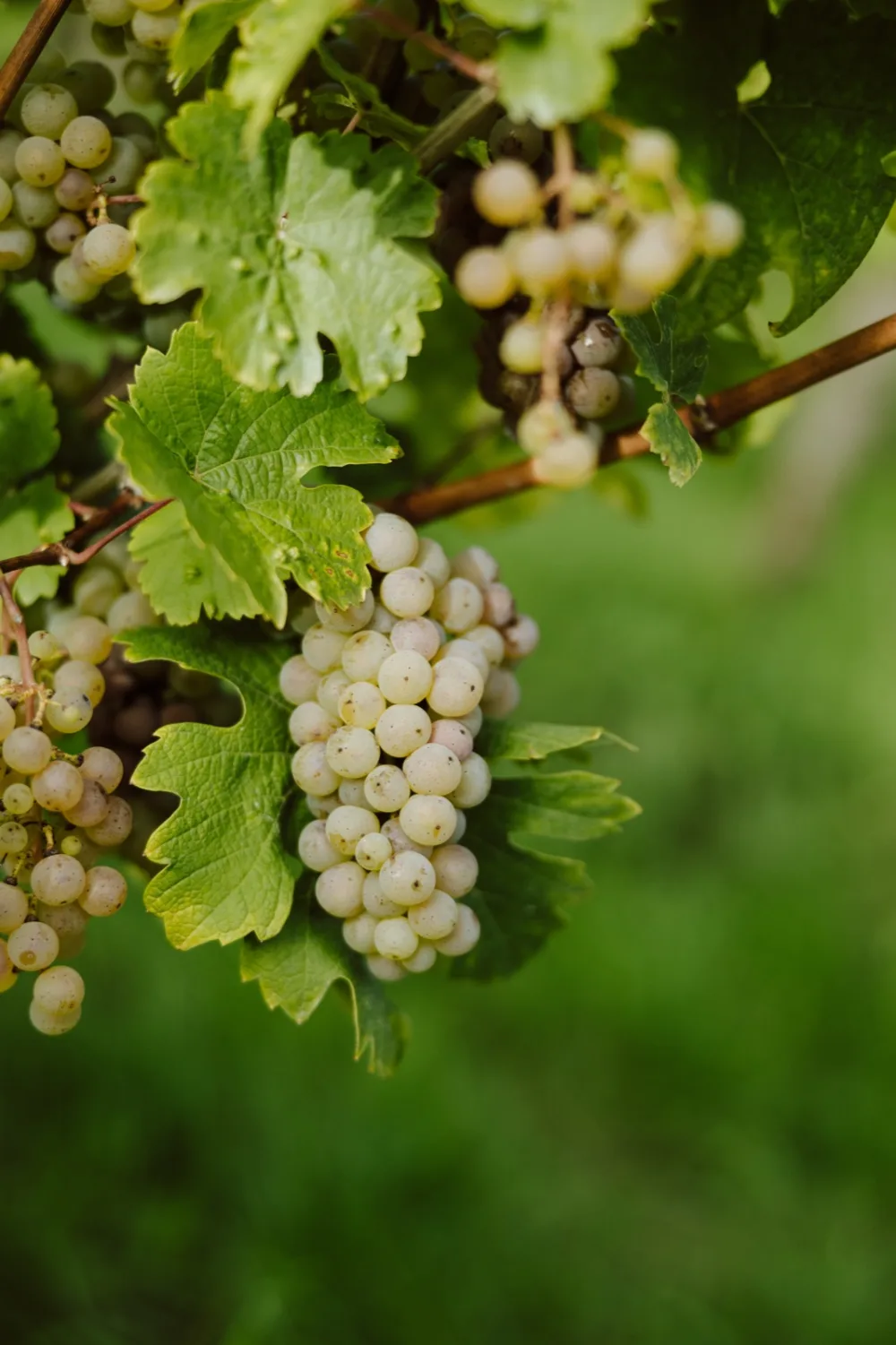 Vignoble de la Moselle luxembourgeoise